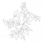 Cover - „Momenta Quintae Essentiae